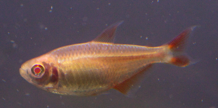 albino bloodfin