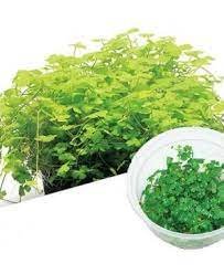 Hydrocotyle tripartita