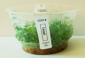 Hydrocotyle tripartita