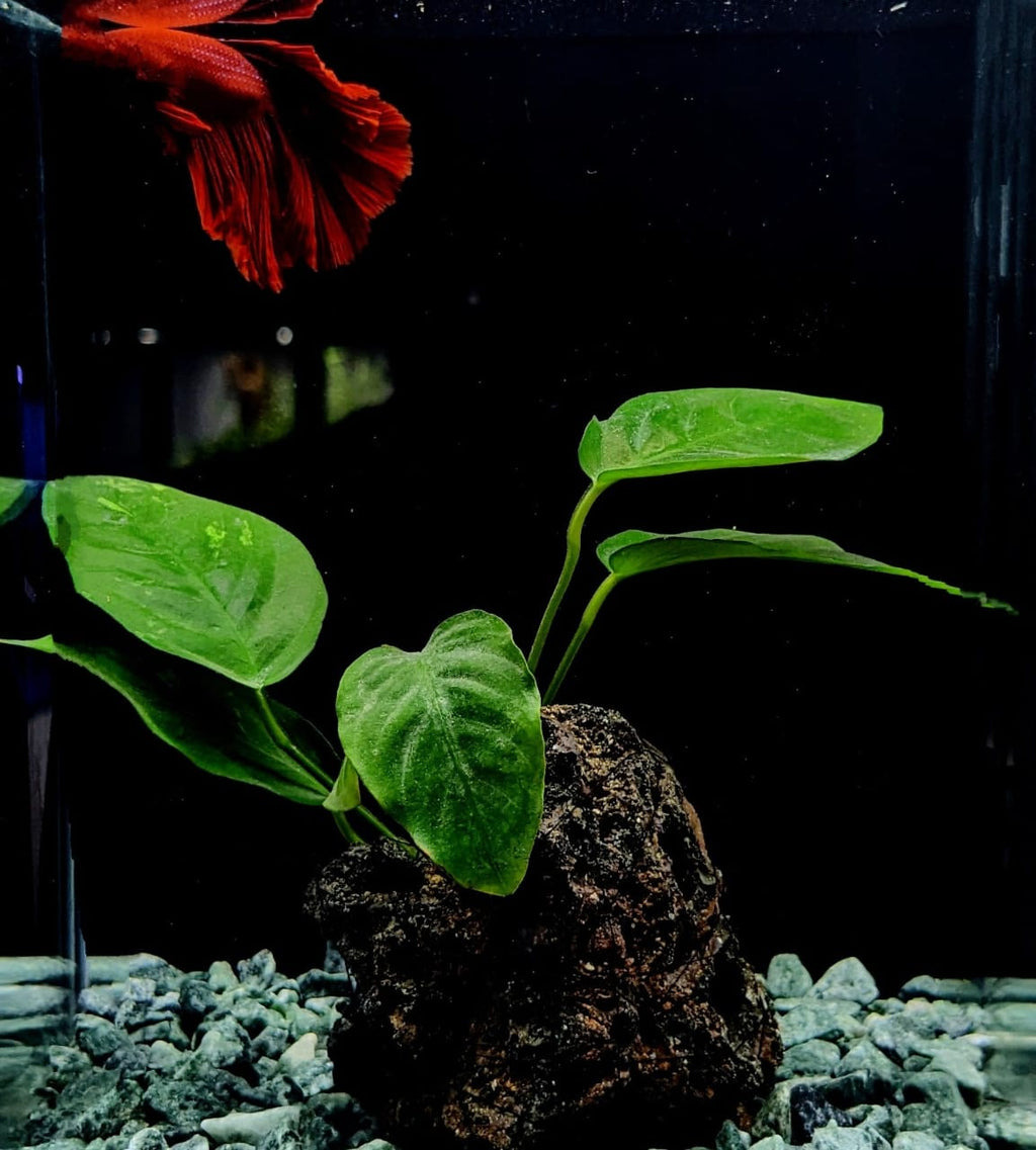 Anubias Coffefolia