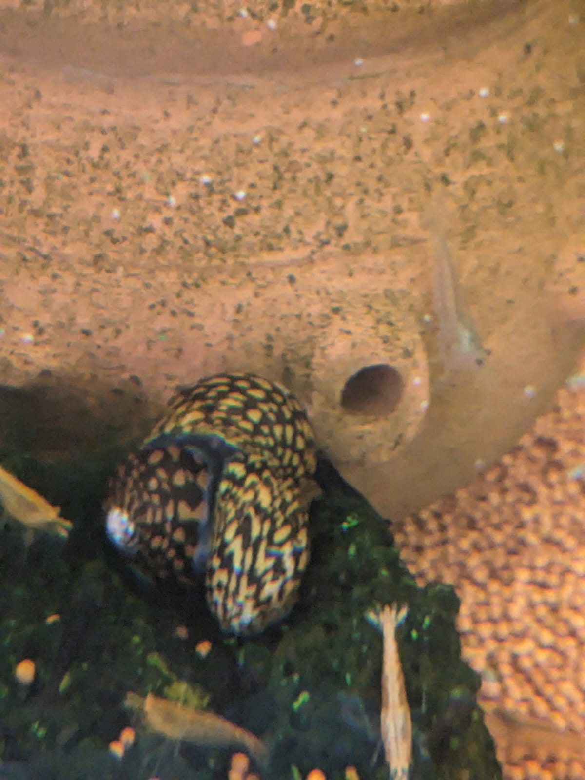 tiger nerite