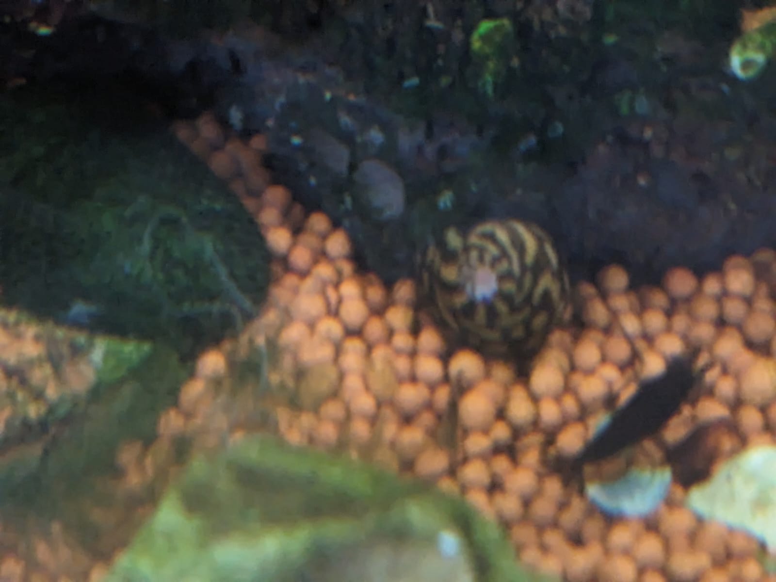 tiger nerite