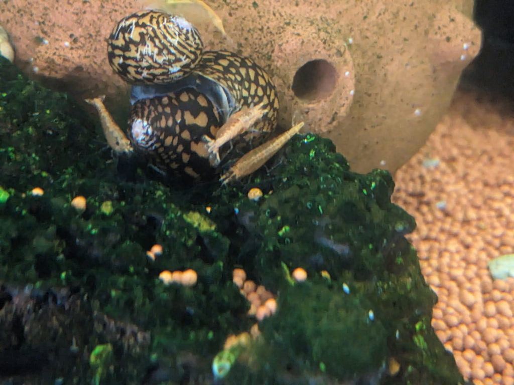 tiger nerite