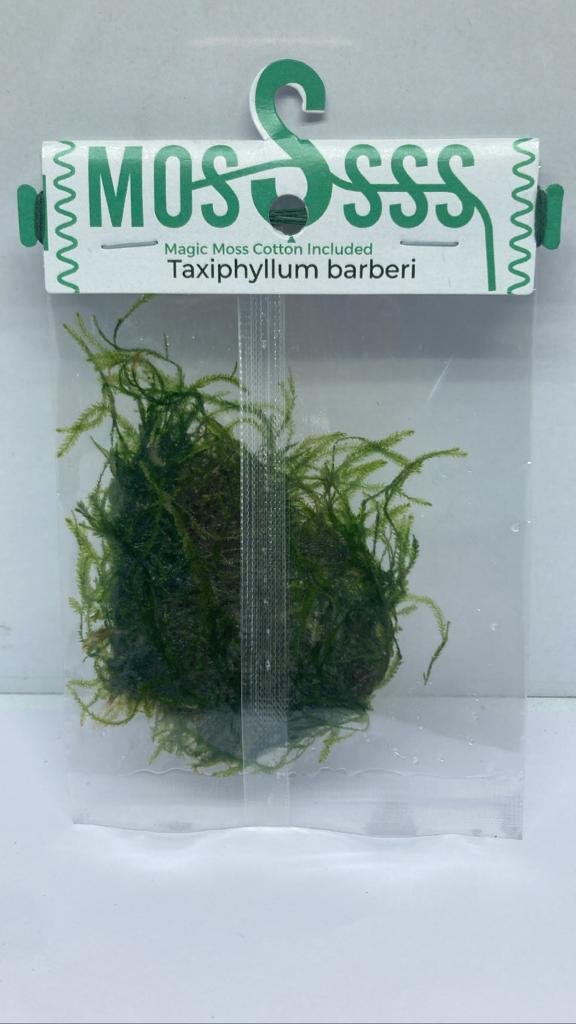 Taxiphyllum barberi