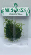 Taxiphyllum barberi