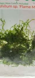 Taxiphyllum sp Flame/ Flame Moss