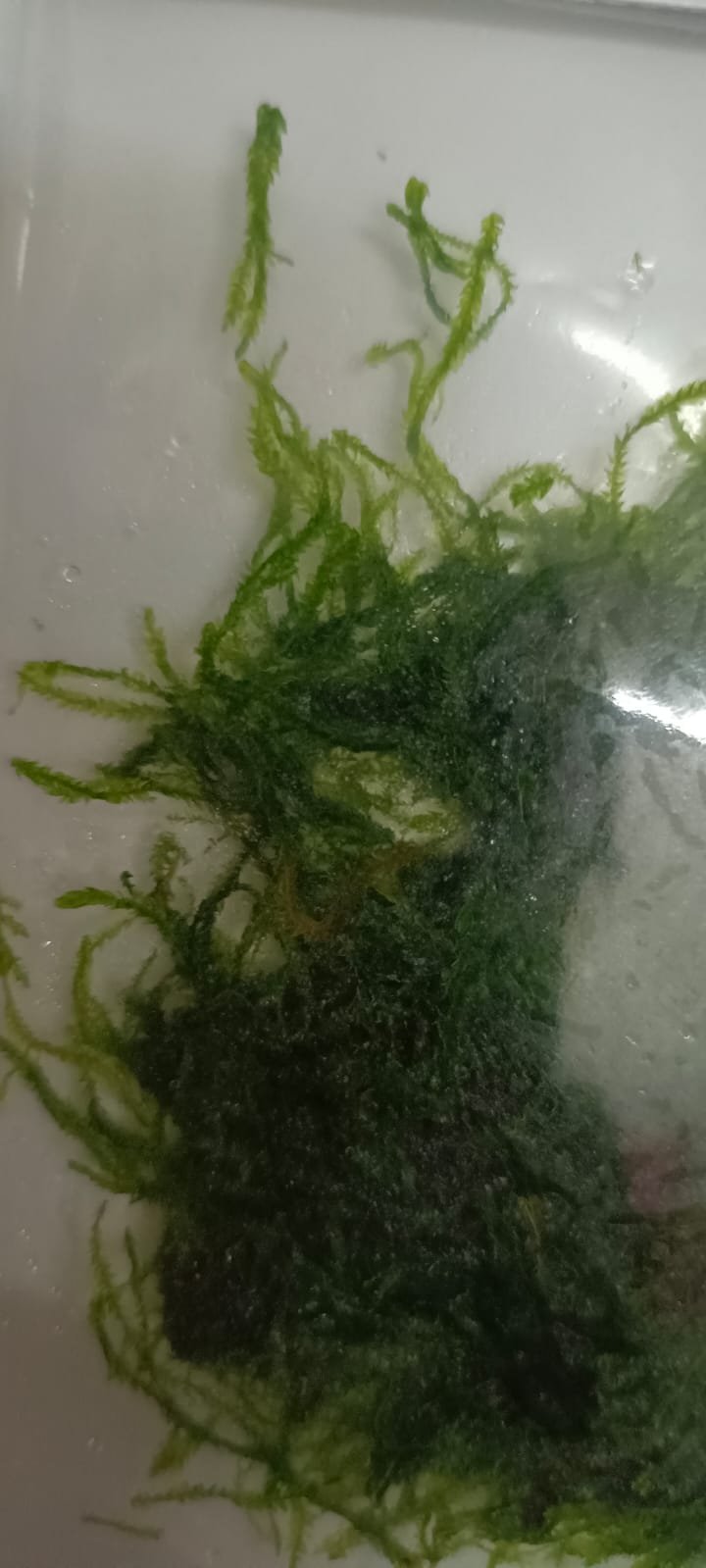 Taxiphyllum sp Flame/ Flame Moss