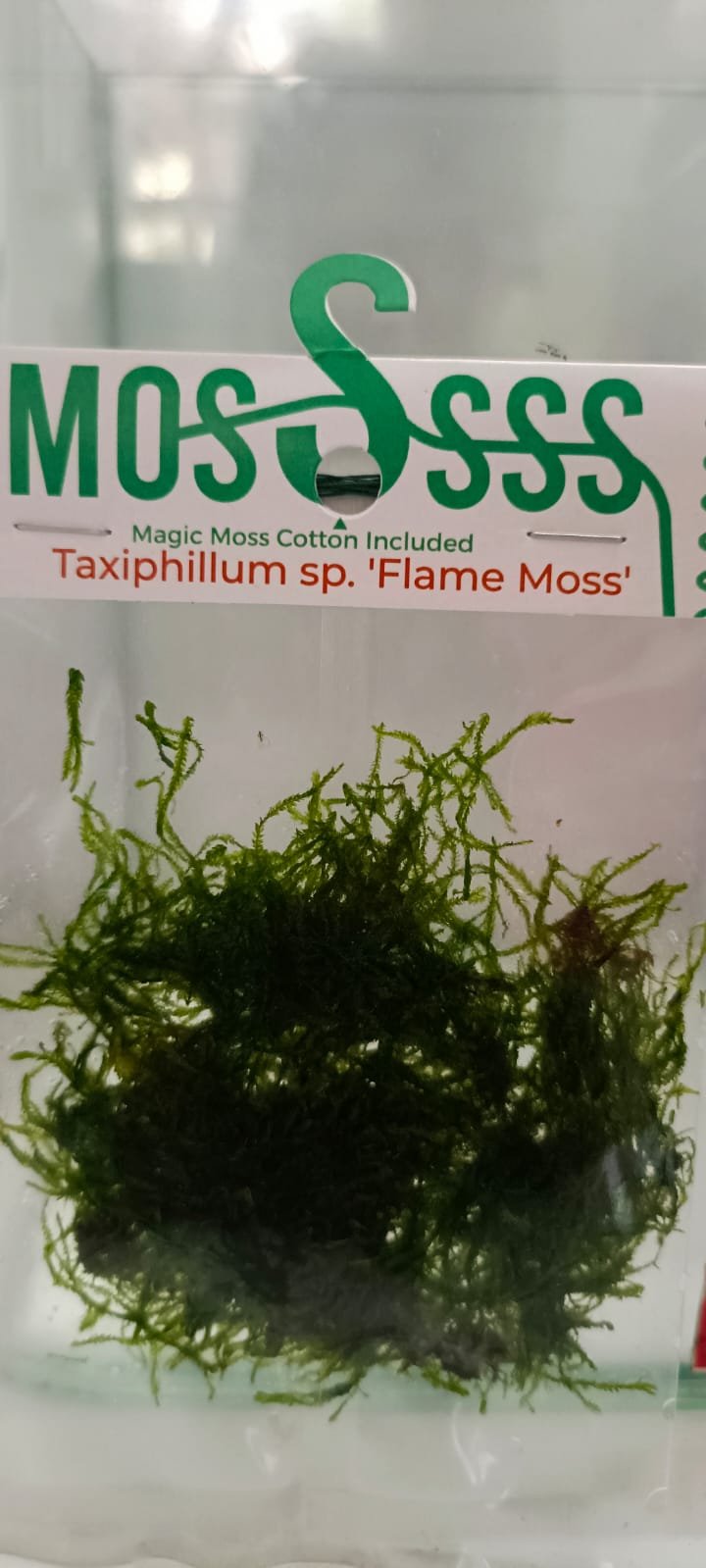 Taxiphyllum sp Flame/ Flame Moss