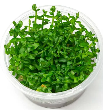 Bacopa Salzmannii
