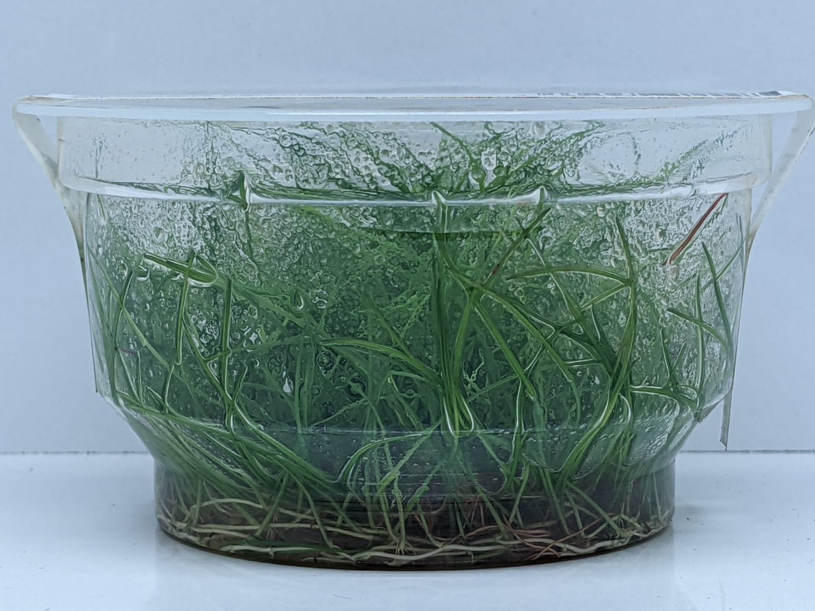 Eleocharis parvula
