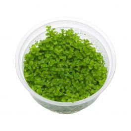 Micaranthemum-Umbrosum-Monte-Carlo (1)