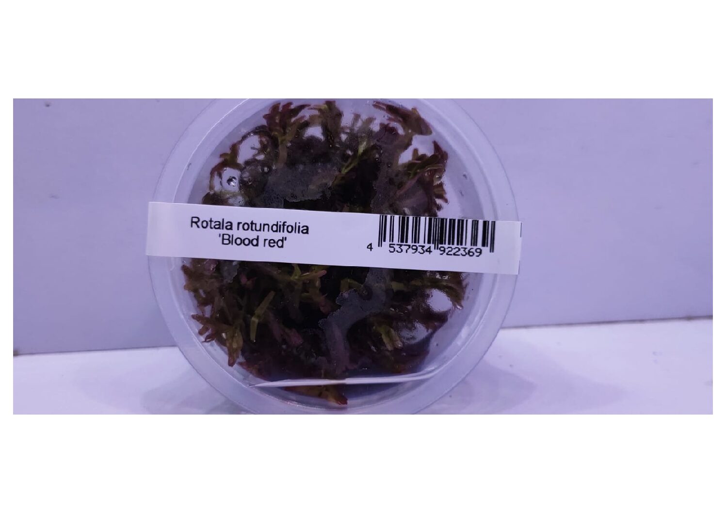Rotala-rotundifolia-Blood-Red-1