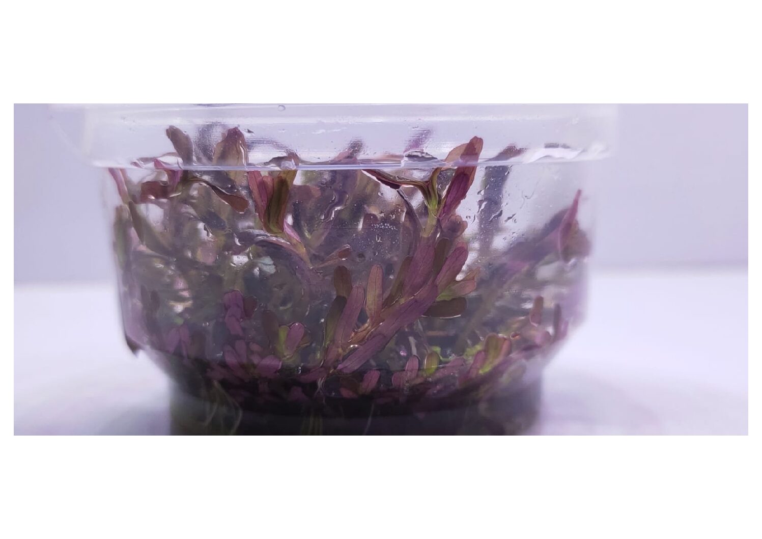 Rotala-rotundifolia-Blood-Red1