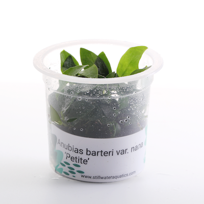 Anubias Barteri var. Nana ‘Petite’