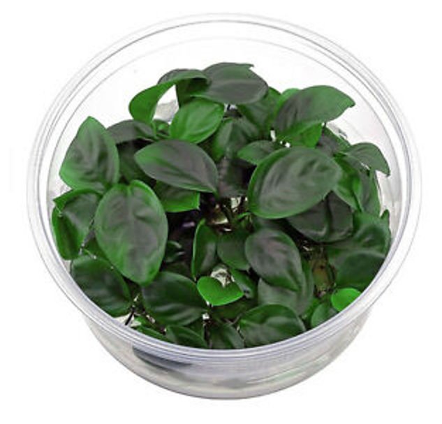 ADA-Anubias-Barteri-var.-Nana-MK050-img