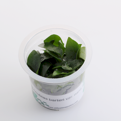 ADA-Anubias-Barteri-var.-Nana-MK050-img1
