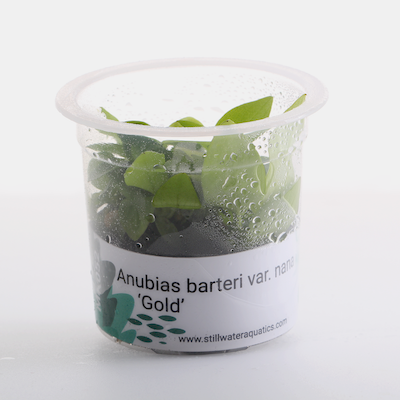 Anubias Barteri var. Nana ‘Gold’