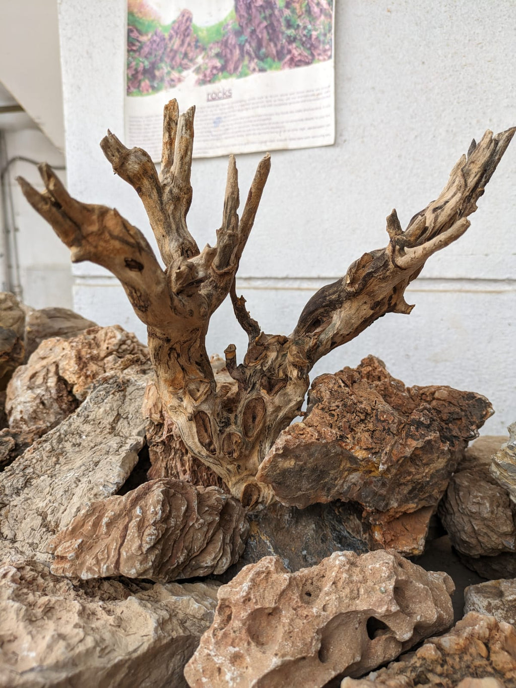 Instant Tree Wood