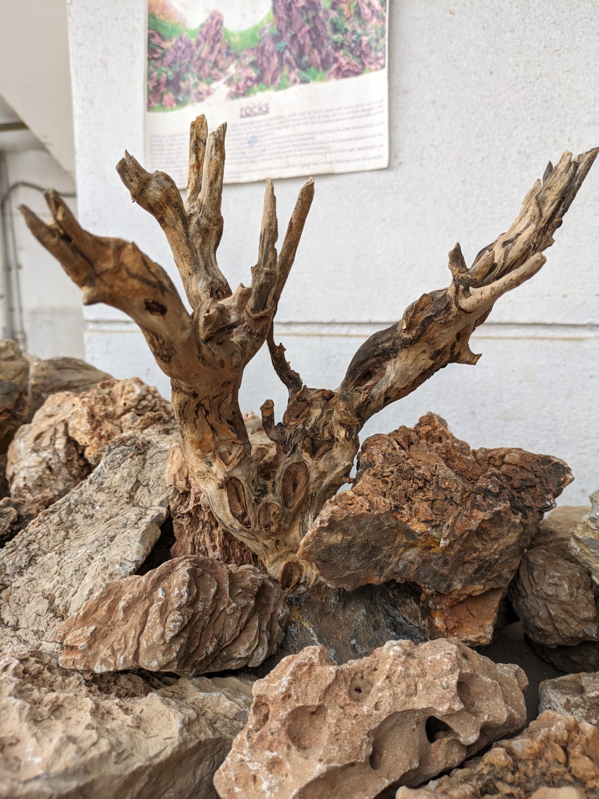 Instant Tree Wood