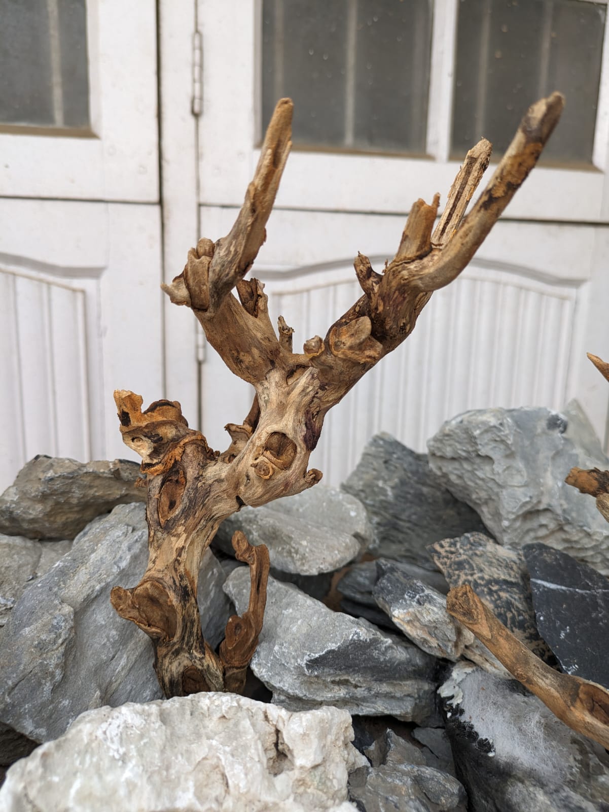 Instant Tree Wood