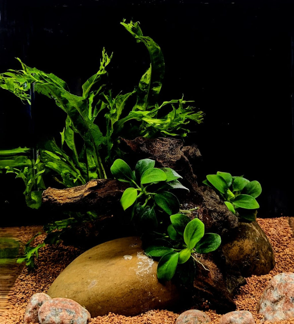 Nano wood