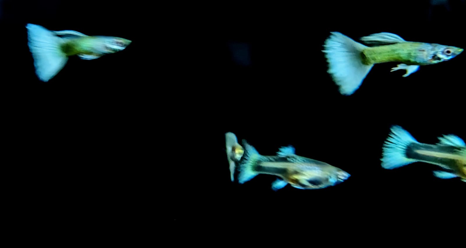 Platinum White Lace Guppy