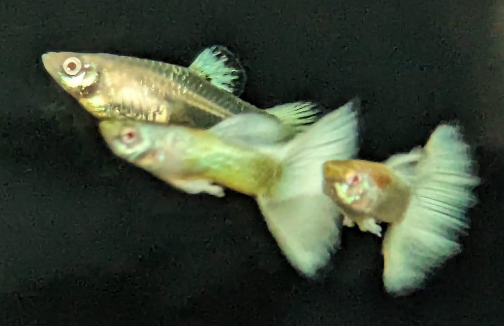 Platinum White Lace Guppy