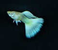Platinum White Lace Guppy