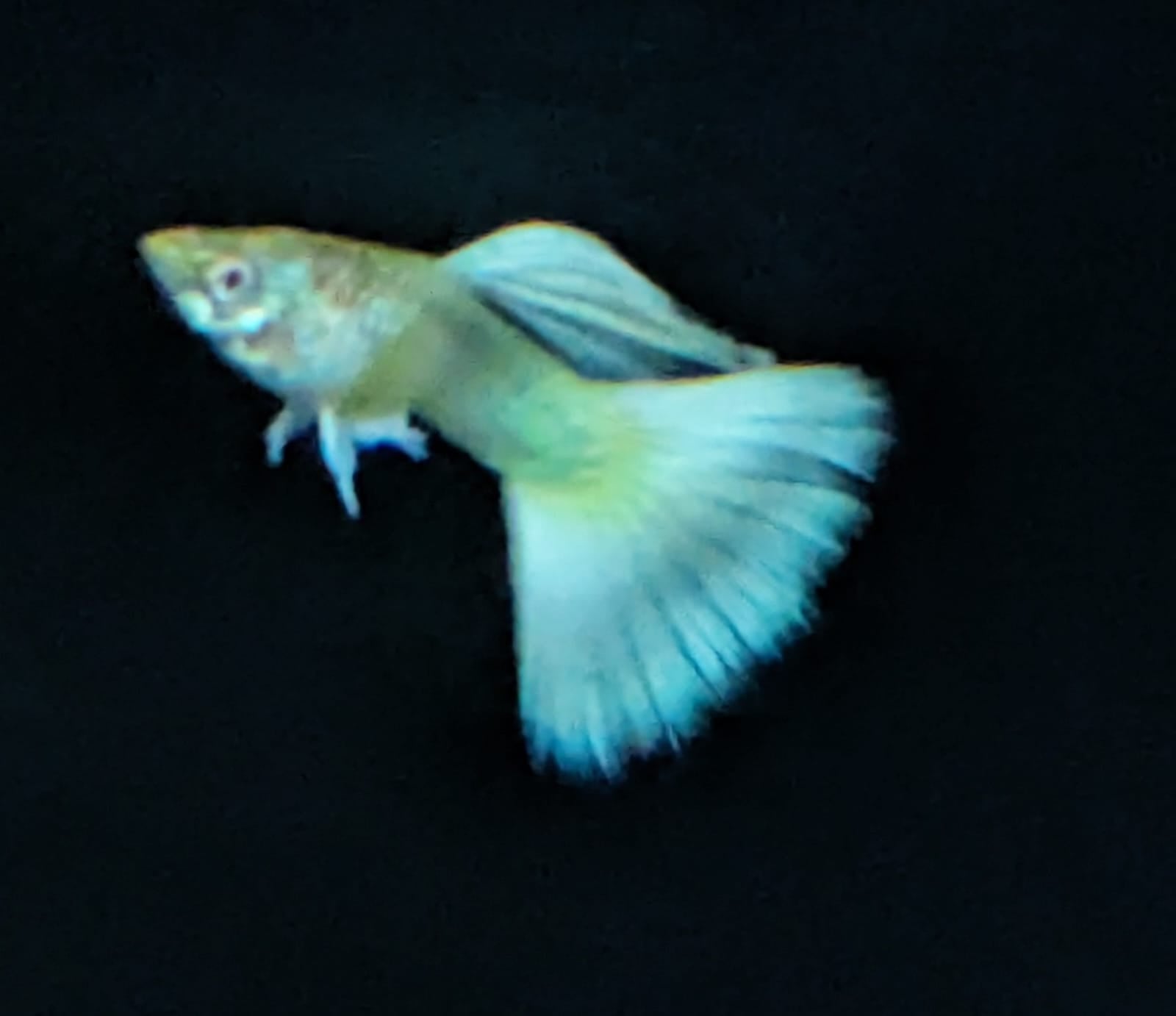 Platinum White Lace Guppy