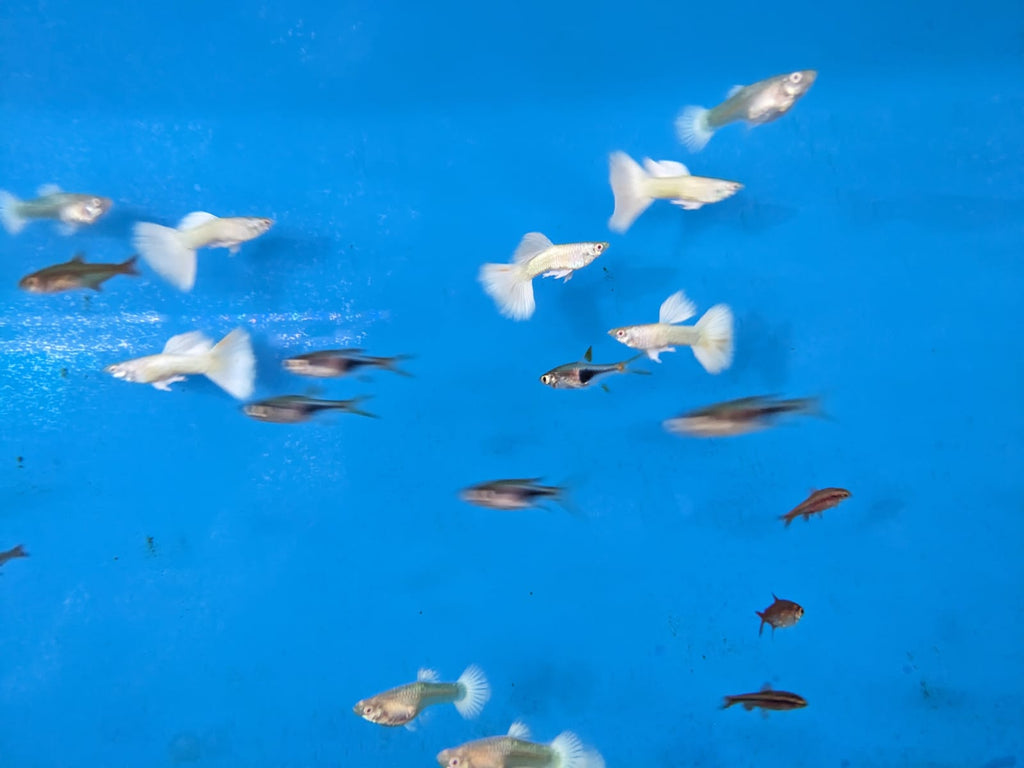 Platinum white lace guppy