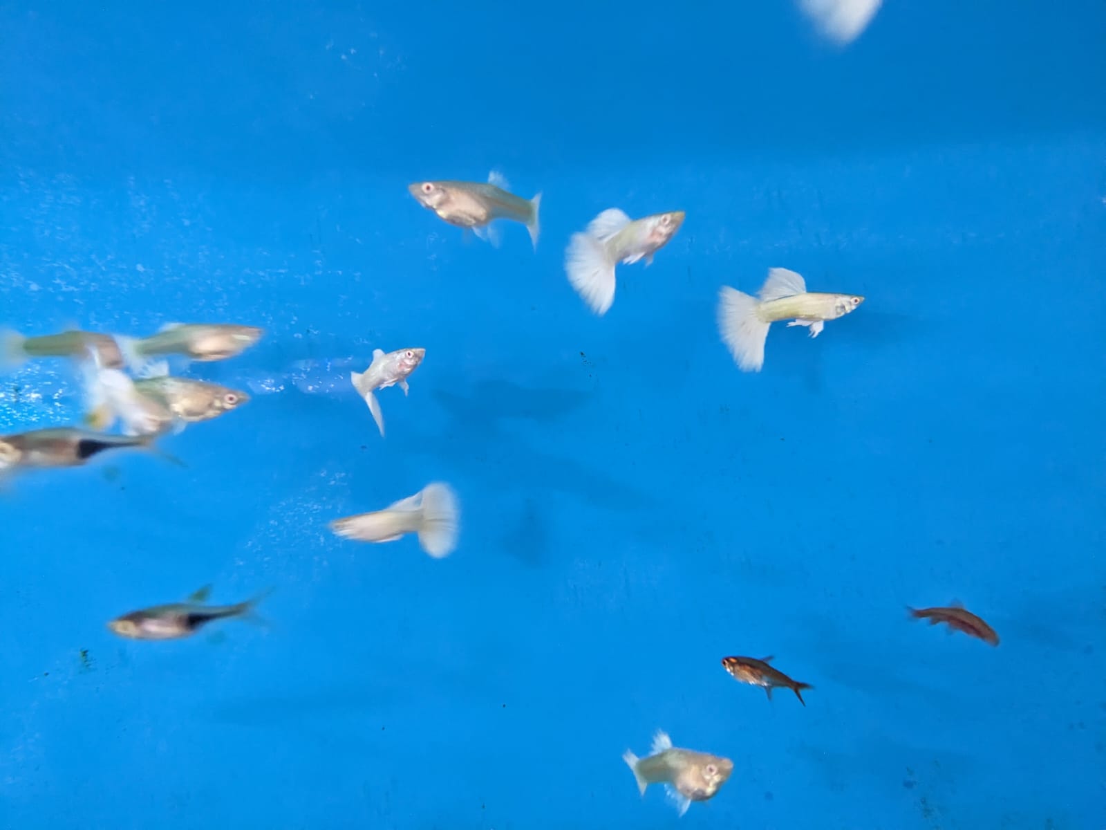 Platinum white lace guppy