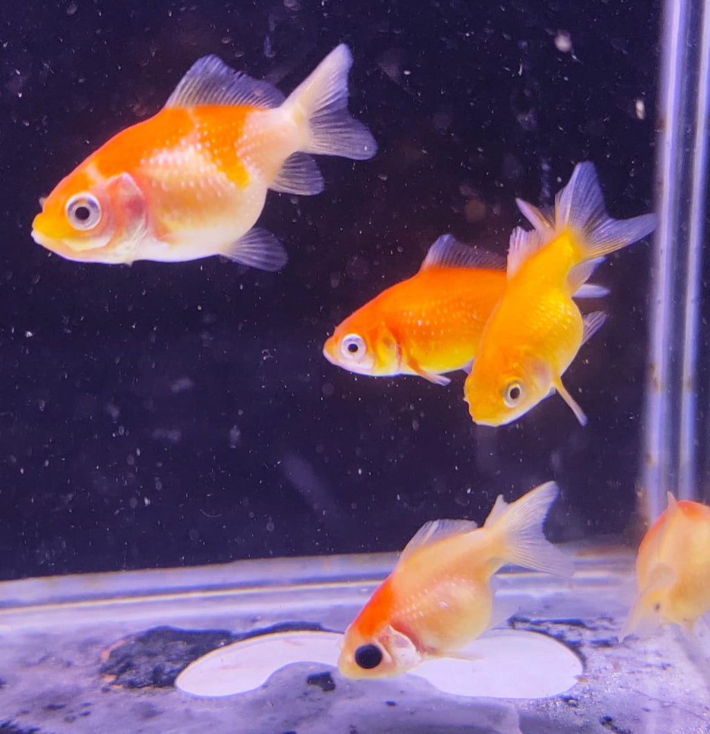 Pearlscale gold fish babies