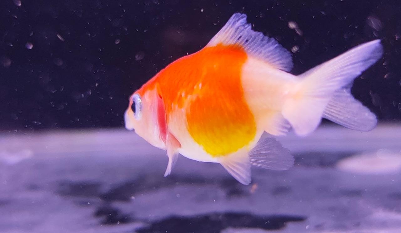 Pearlscale gold fish babies1