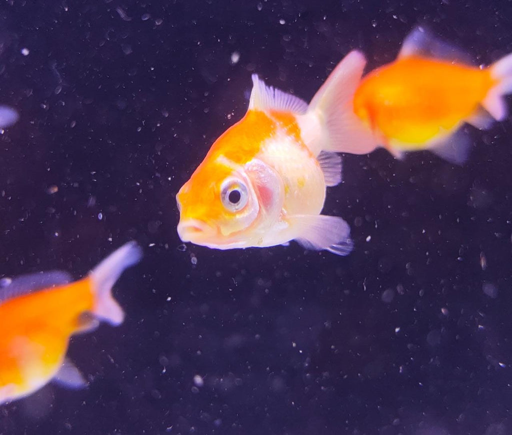 Pearlscale gold fish babies2