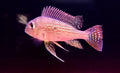 Geophagus surinamensis