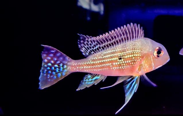 Geophagus surinamensis (2)