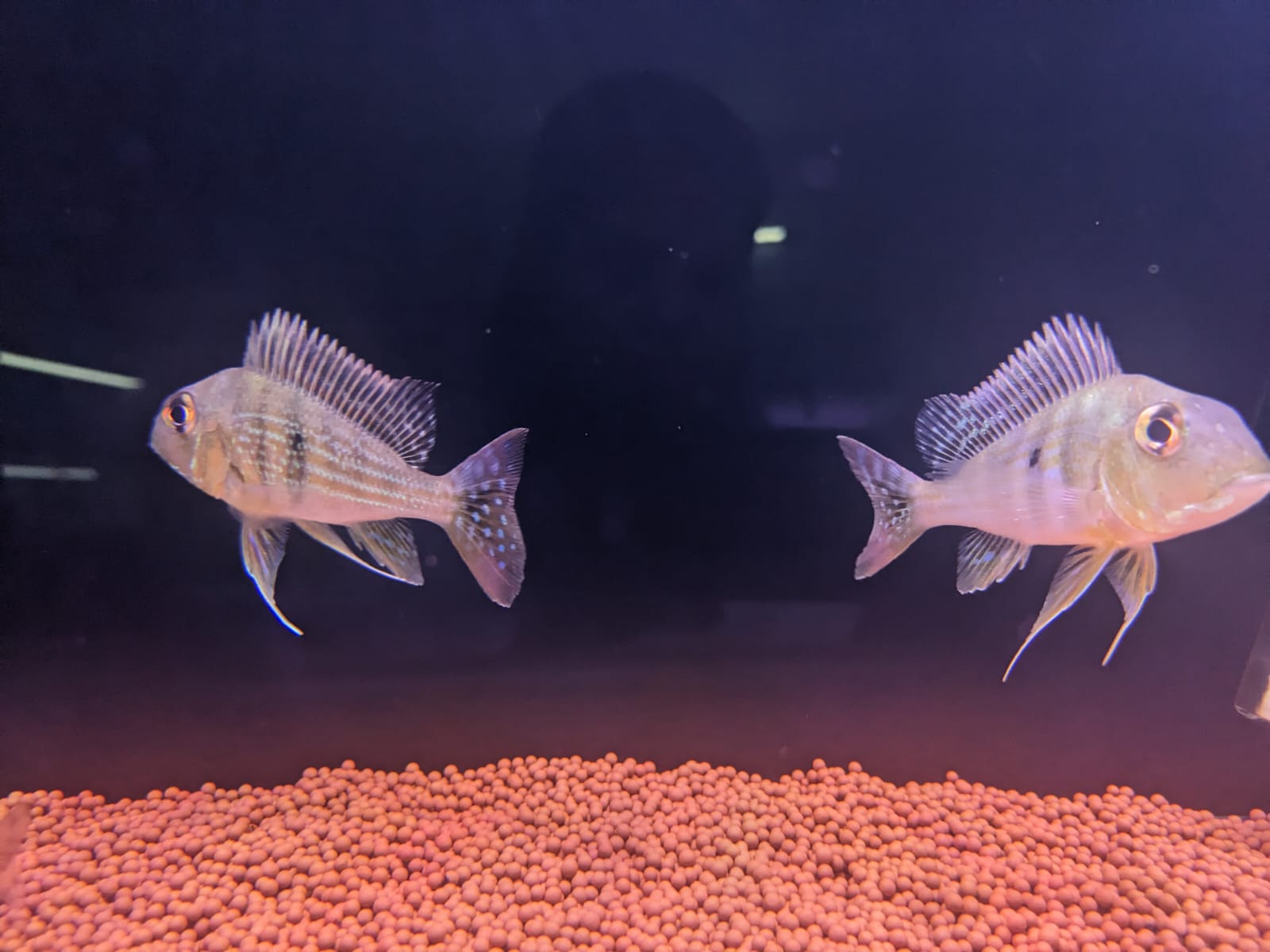 Geophagus Surinamensis