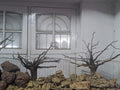 branchedwood-