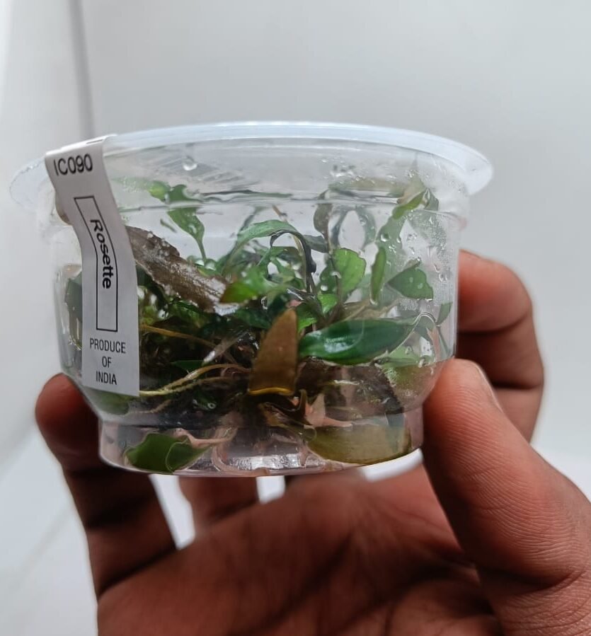 Cryptocoryne Axelrodi