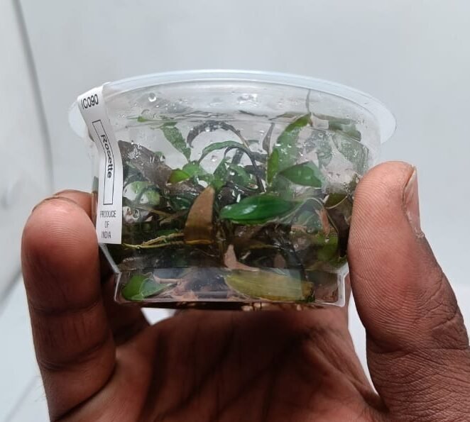 Cryptocoryne Axelrodi