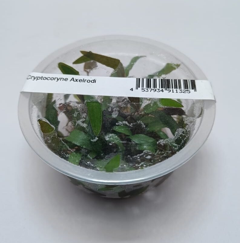Cryptocoryne Axelrodi