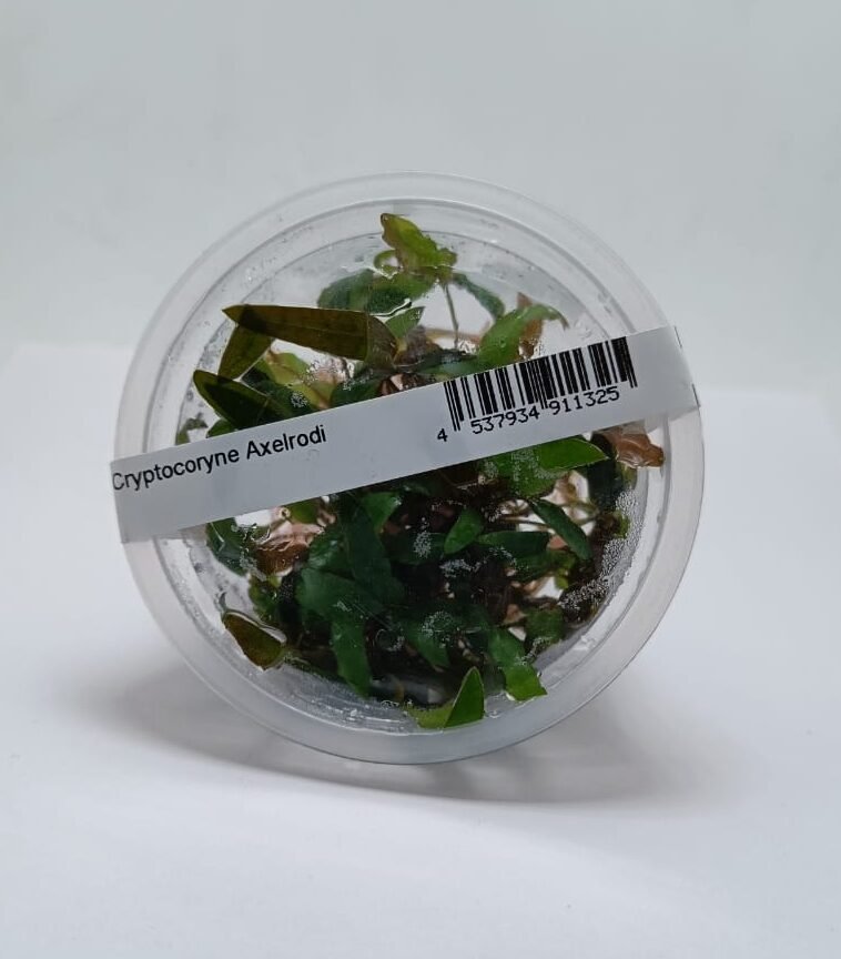 Cryptocoryne Axelrodi