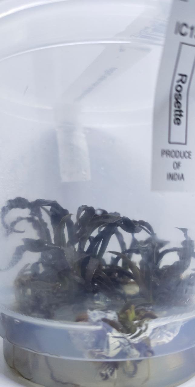 Cryptocoryne spiralis “tiger”