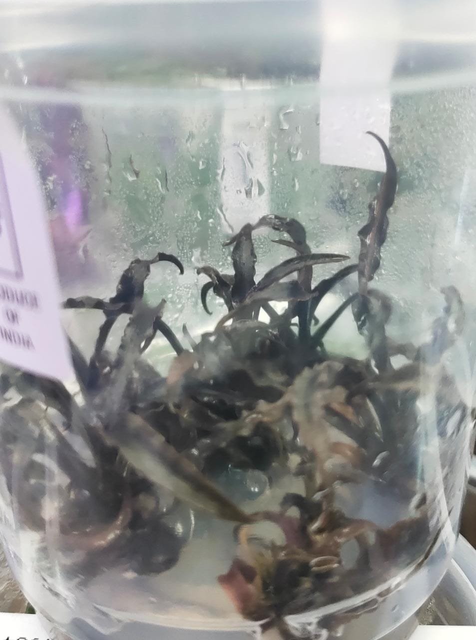 Cryptocoryne spiralis “tiger”