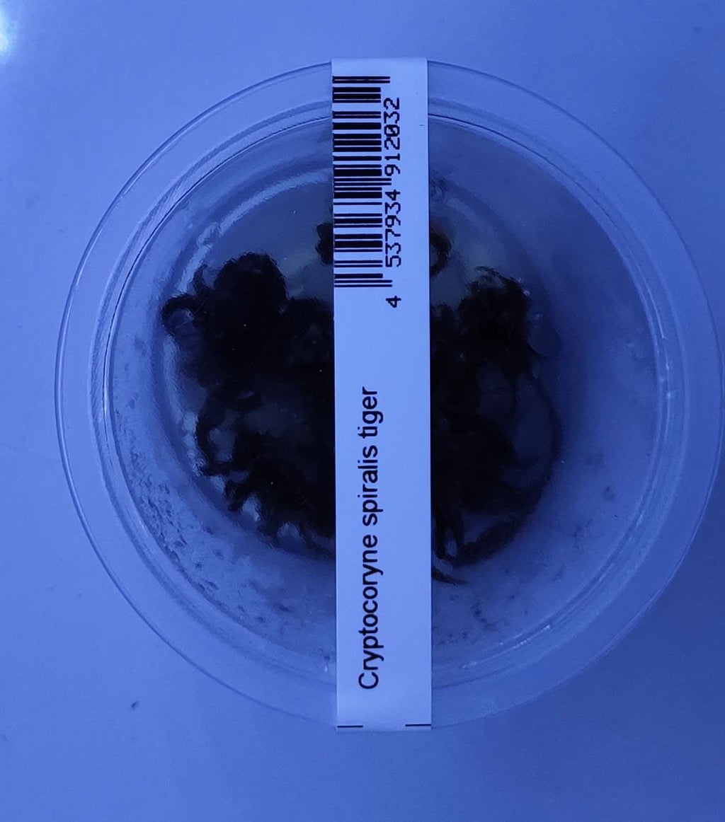 Cryptocoryne spiralis “tiger”