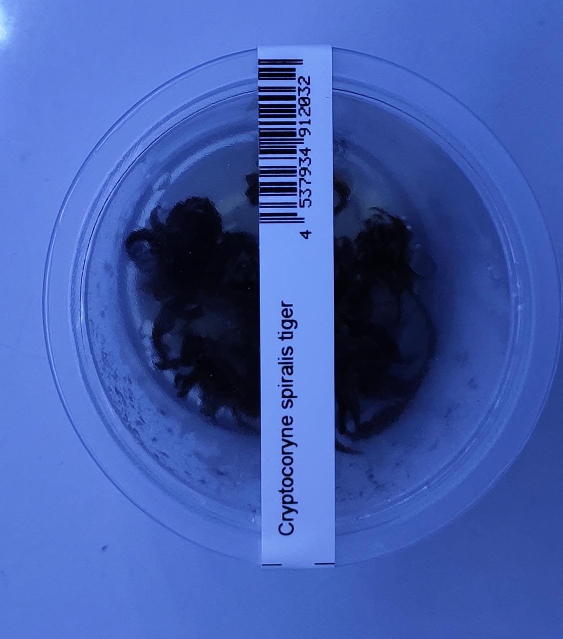 Cryptocoryne spiralis “tiger”