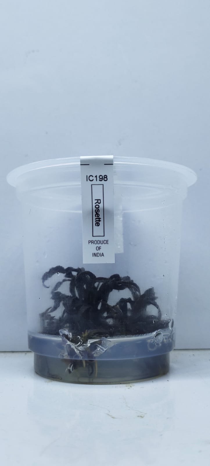 Cryptocoryne spiralis “tiger”