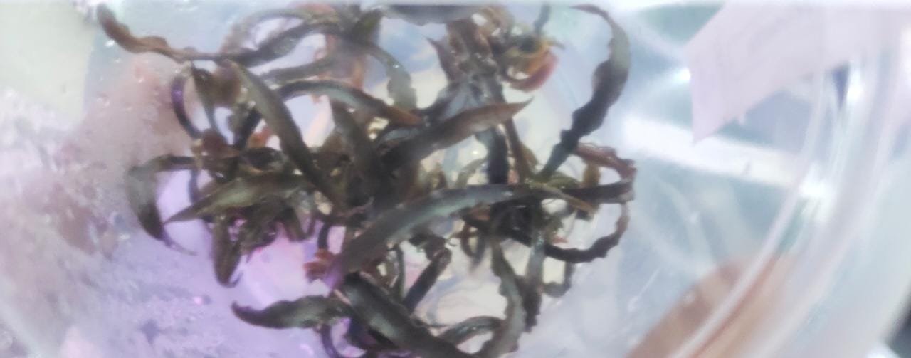 Cryptocoryne spiralis “tiger”