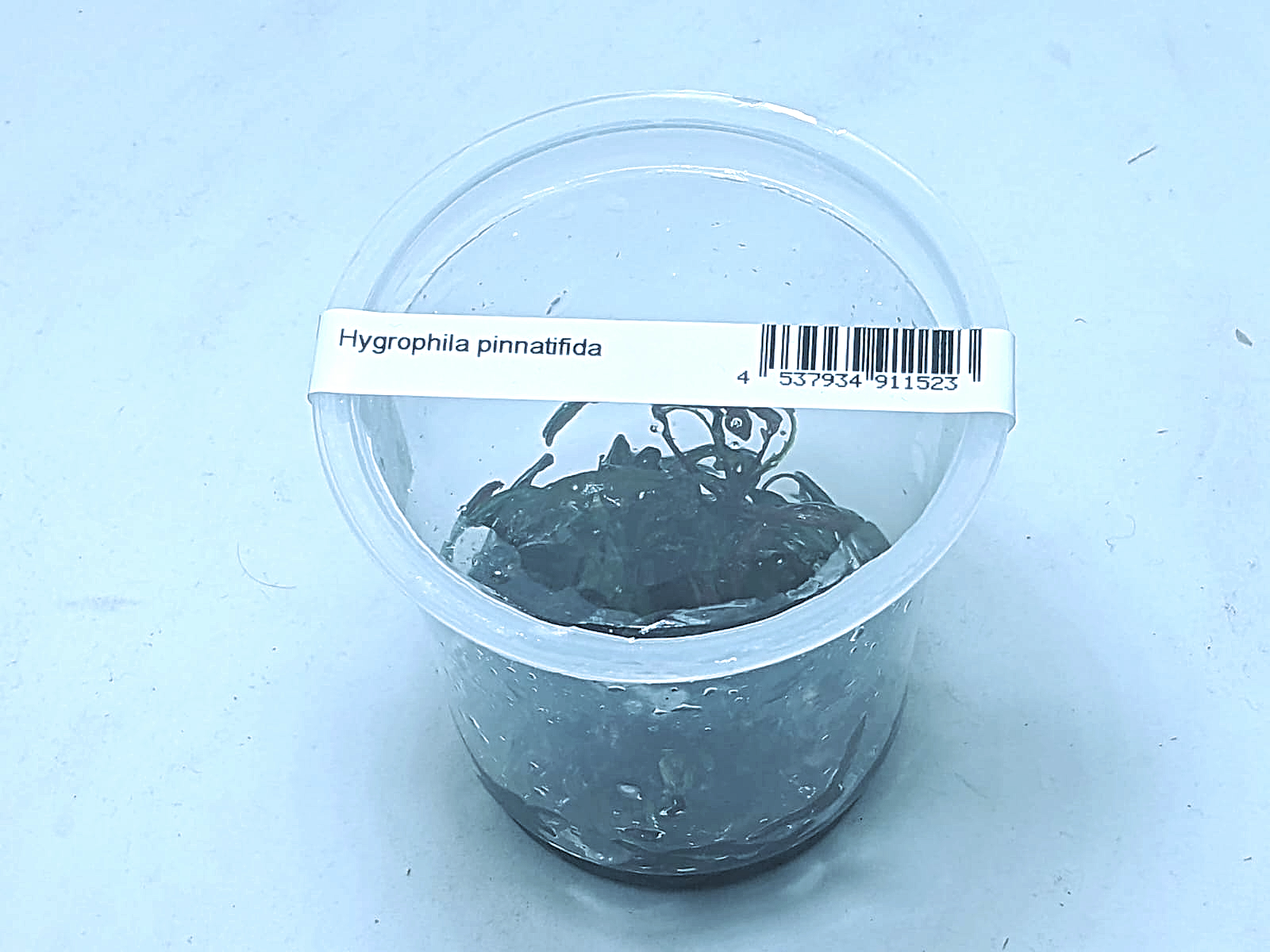 Hygrophila pinnatifida