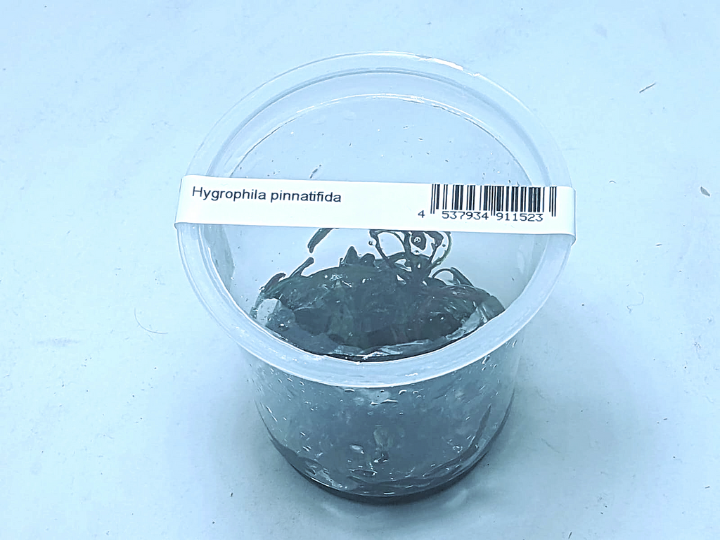 Hygrophila pinnatifida
